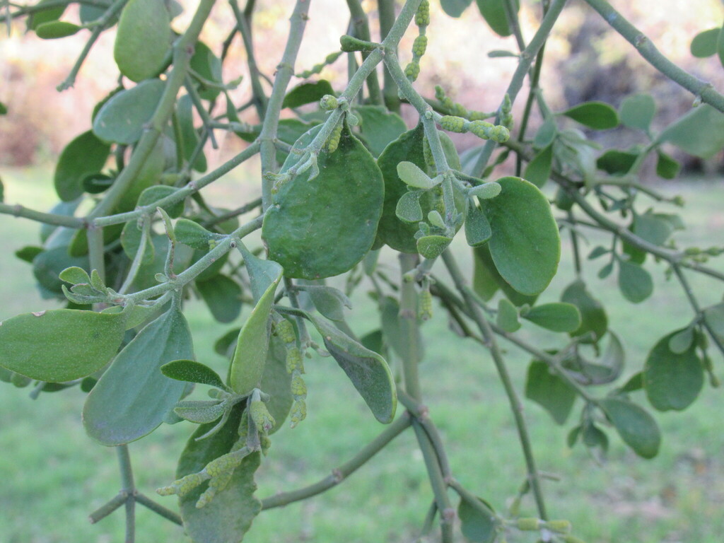American Mistletoe from WilsonLedbetter Park, College Ave, Cameron, Milam Co, TX, USA on
