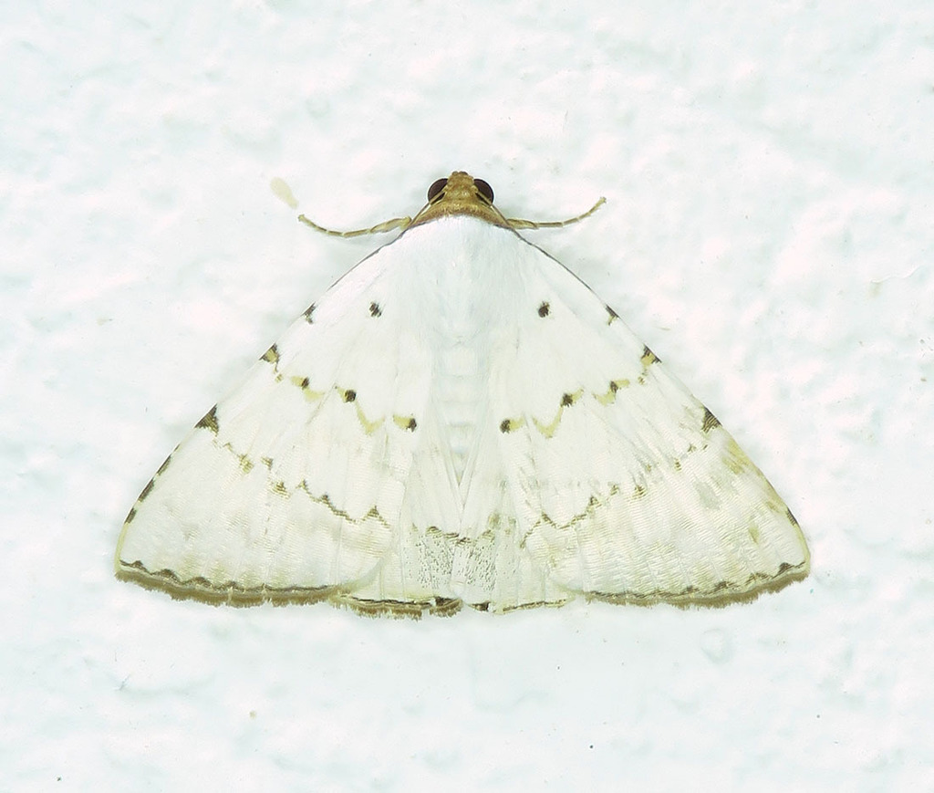 Eulepidotis pulchella