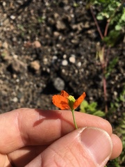 Papaver californicum