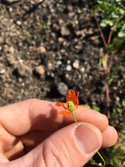 Papaver californicum