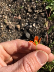 Papaver californicum