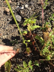 Papaver californicum