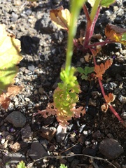 Papaver californicum