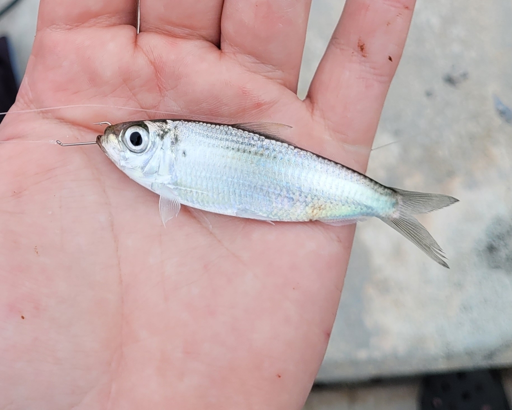 Blackbill sprat (Harengula clupeola) — Clupeidae