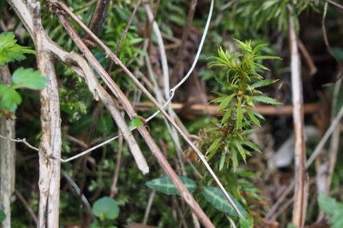 Huperzia serrata iNat (1)