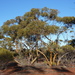 Eucalyptus loxophleba lissophloia - Photo (c) Dean Nicolle, some rights reserved (CC BY-NC), uploaded by Dean Nicolle