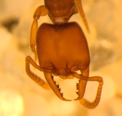 Stigmatomma pallipes