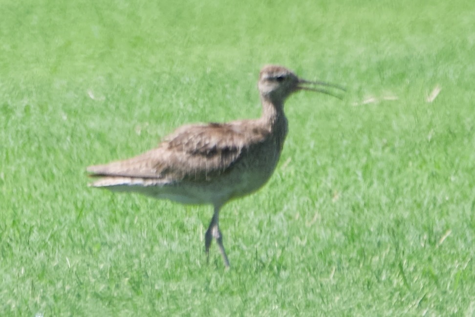 Little Curlew