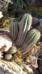 Euphorbia polygona
