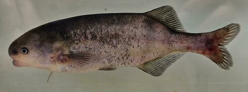 Taverne's elephantfish (Brienomyrus tavernei) — Mormyridae