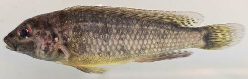 Torrent orthochromis (Orthochromis torrenticola) — Cichlidae
