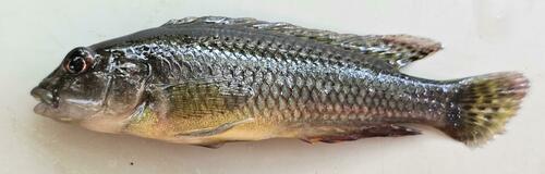 Torrent orthochromis (Orthochromis torrenticola) — Cichlidae — 2