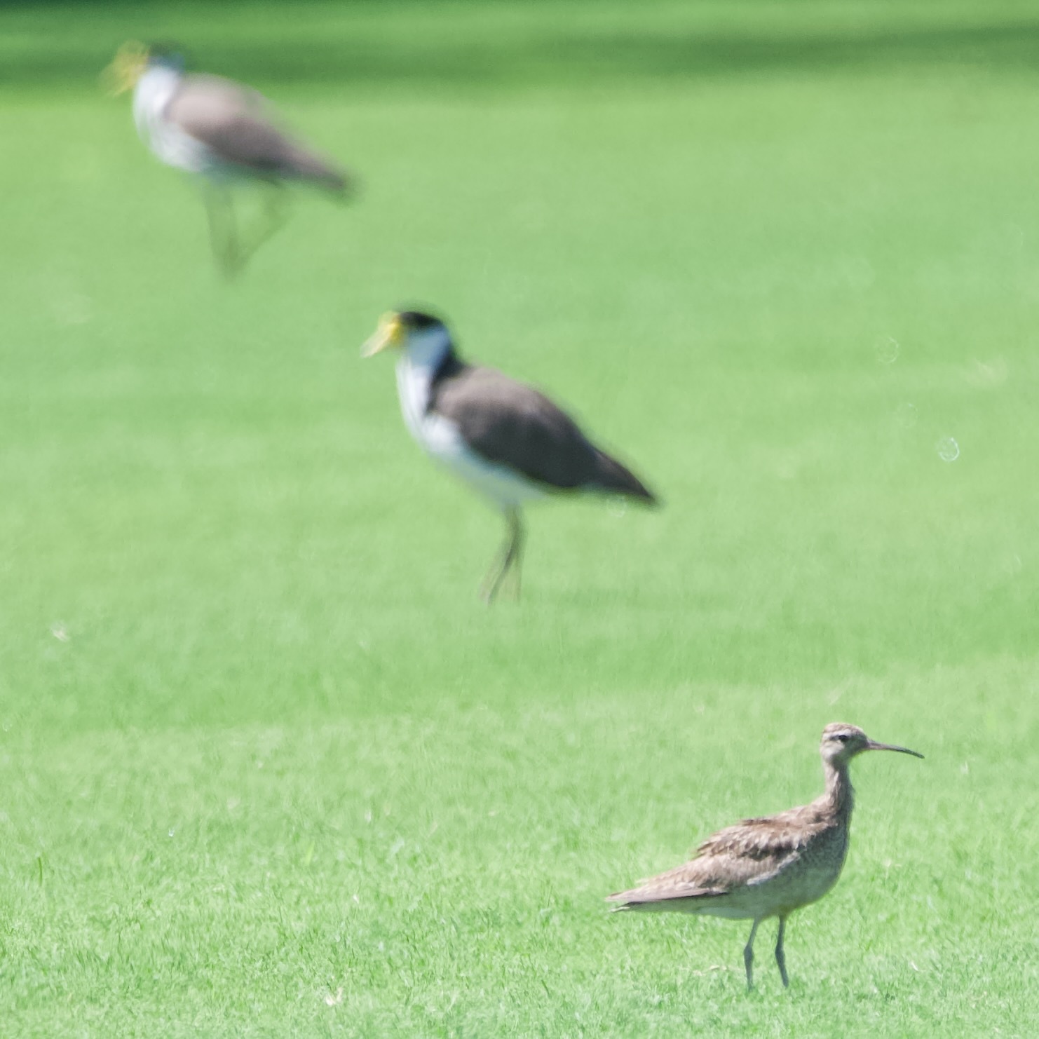 Little Curlew