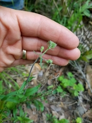 Penstemon laxiflorus