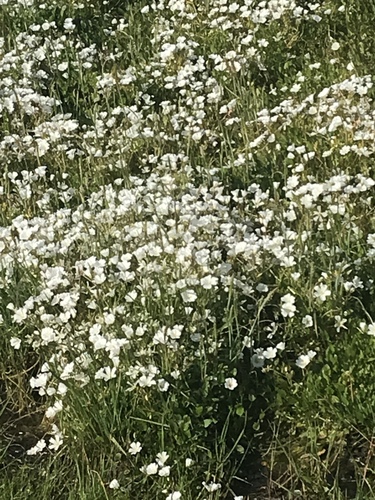 iNaturalist observation photo of Dicots