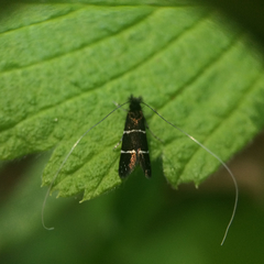 Adela septentrionella