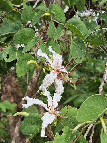 White Bauhinia