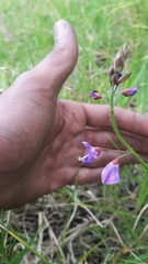 Desmodium molliculum