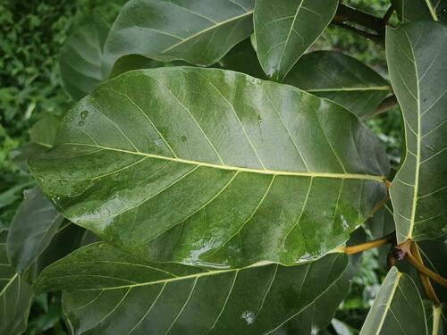 Giantleaf Fig