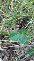 Desmodium molliculum