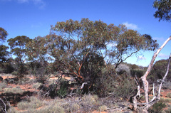 Ponton Creek Mallee (Eucalyptus articulata)