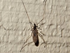 Amphineurus hudsoni