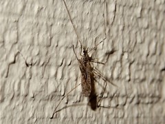 Amphineurus hudsoni
