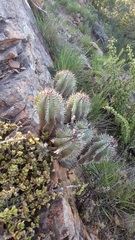 Euphorbia polygona