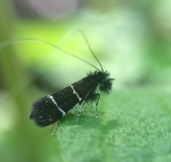 Adela septentrionella