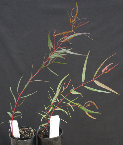 Eucalyptus semota Macph. & Grayling