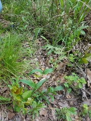 Penstemon laxiflorus