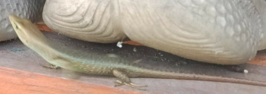 Sorex Emo Skink (Emoia sorex)