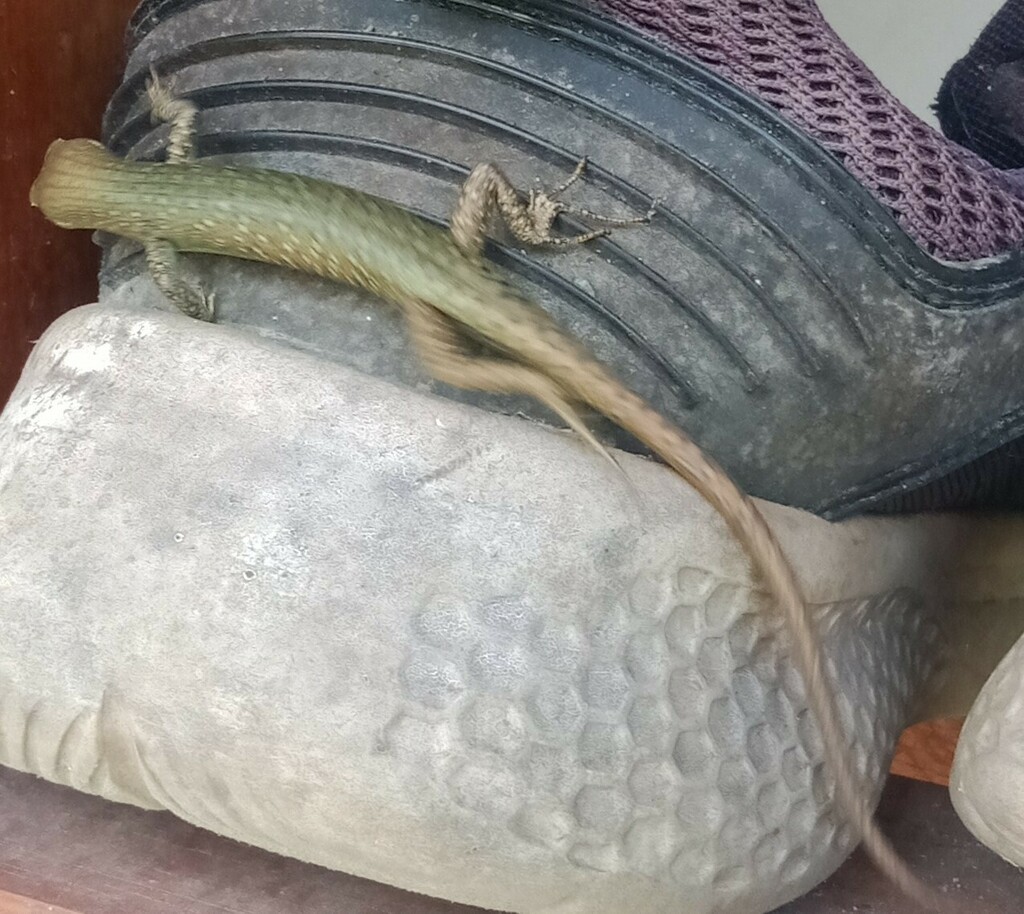 Sorex Emo Skink (Emoia sorex)