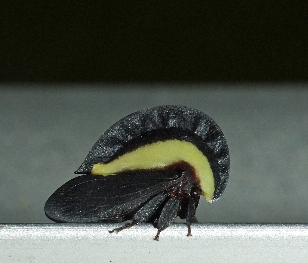 Membracis foliataarcuata