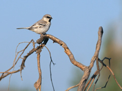 Zarudny's Sparrow photo 2