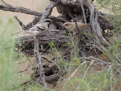 Zarudny's Sparrow photo 3