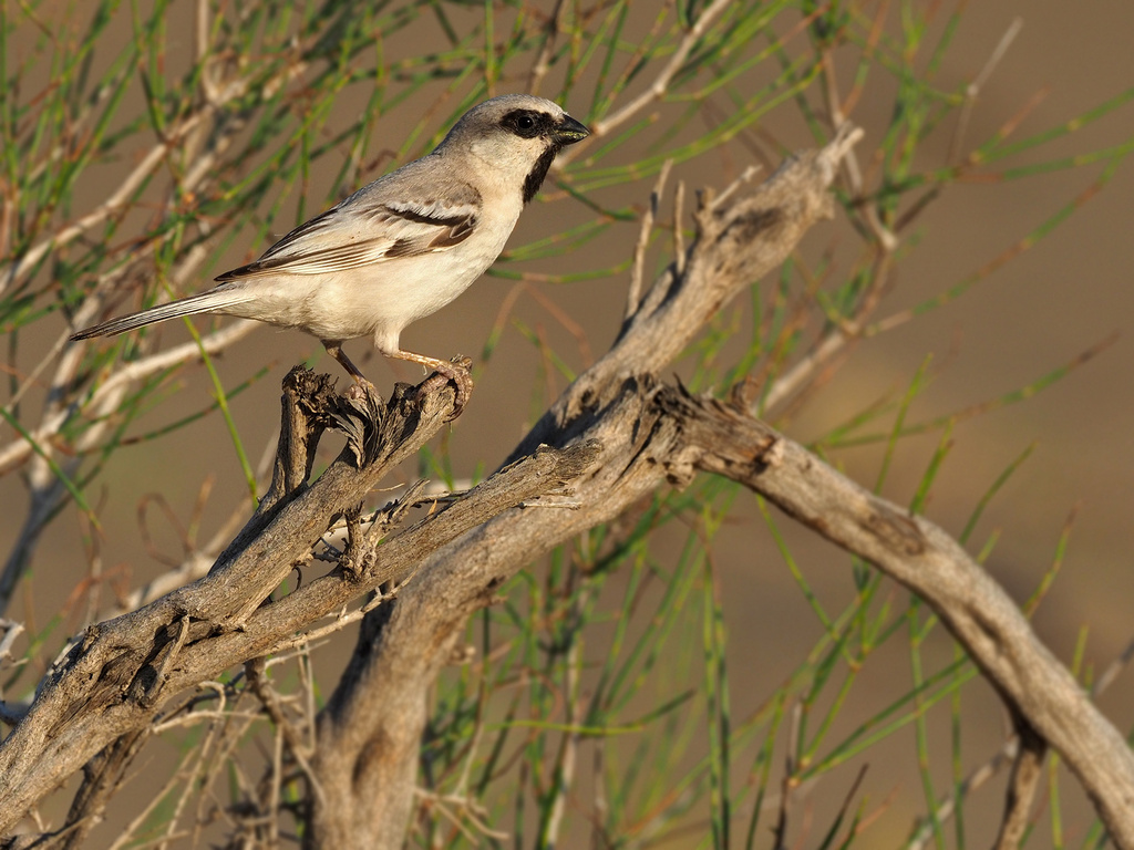 Zarudny's Sparrow photo