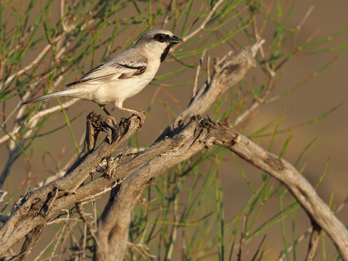 Zarudny's Sparrow
