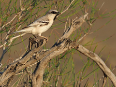 Zarudny's Sparrow photo 1