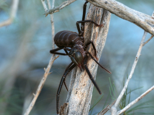 Galeodes fumigatus photographed in Turkmenistan