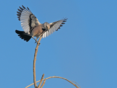 Turkestan Ground-Jay photographed in Turkmenistan