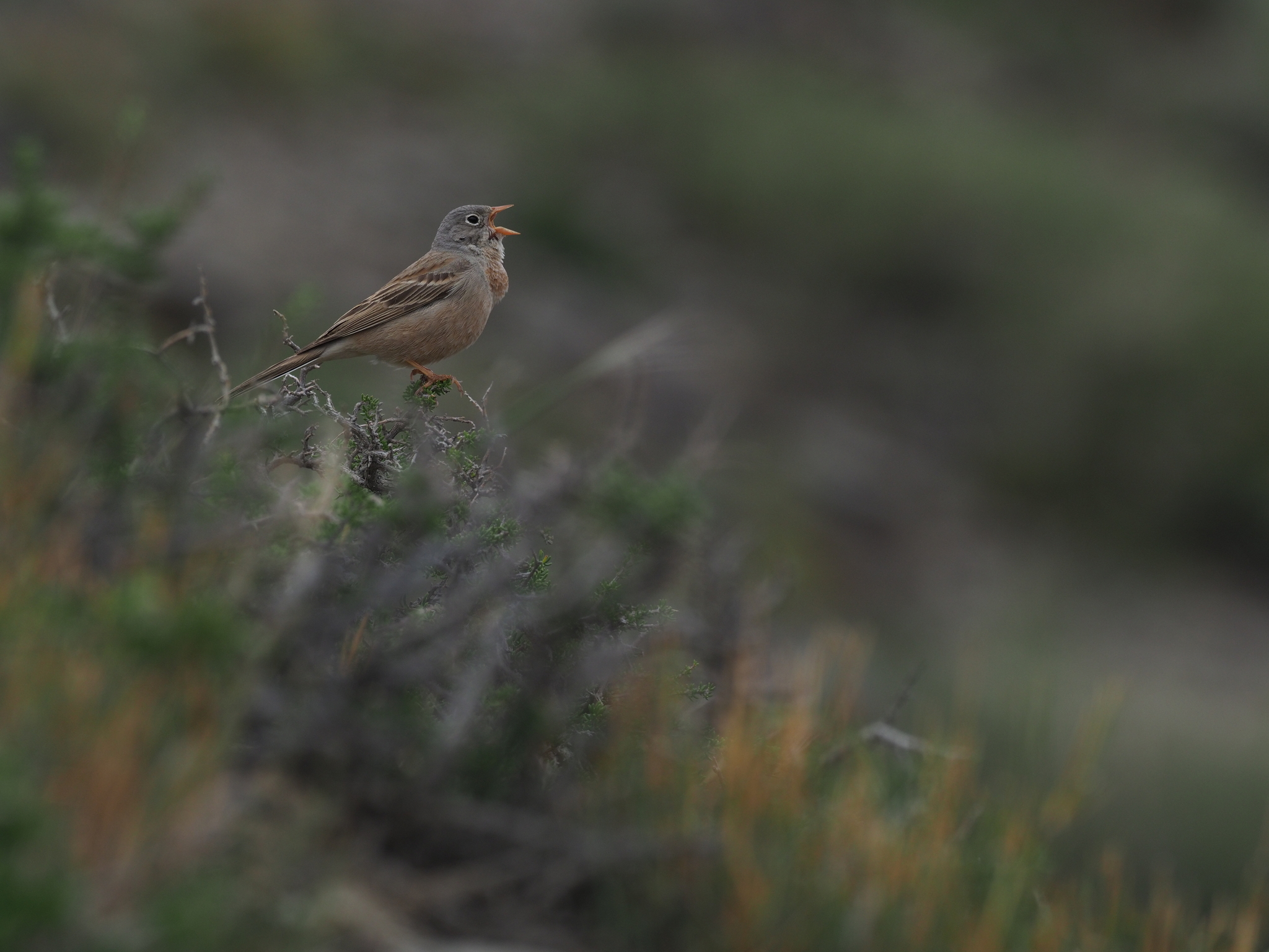 Grey-necked Bunting