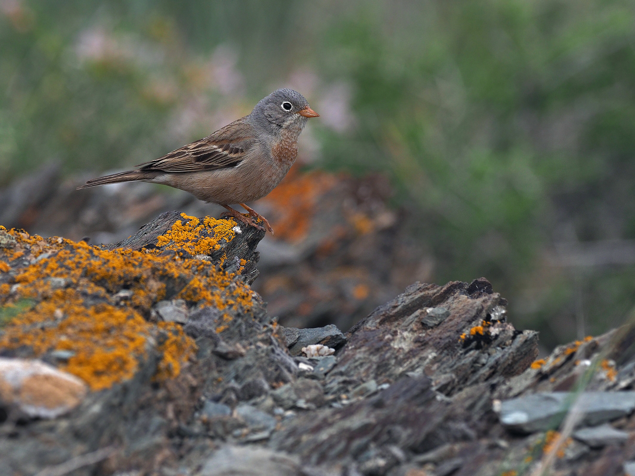 Grey-necked Bunting