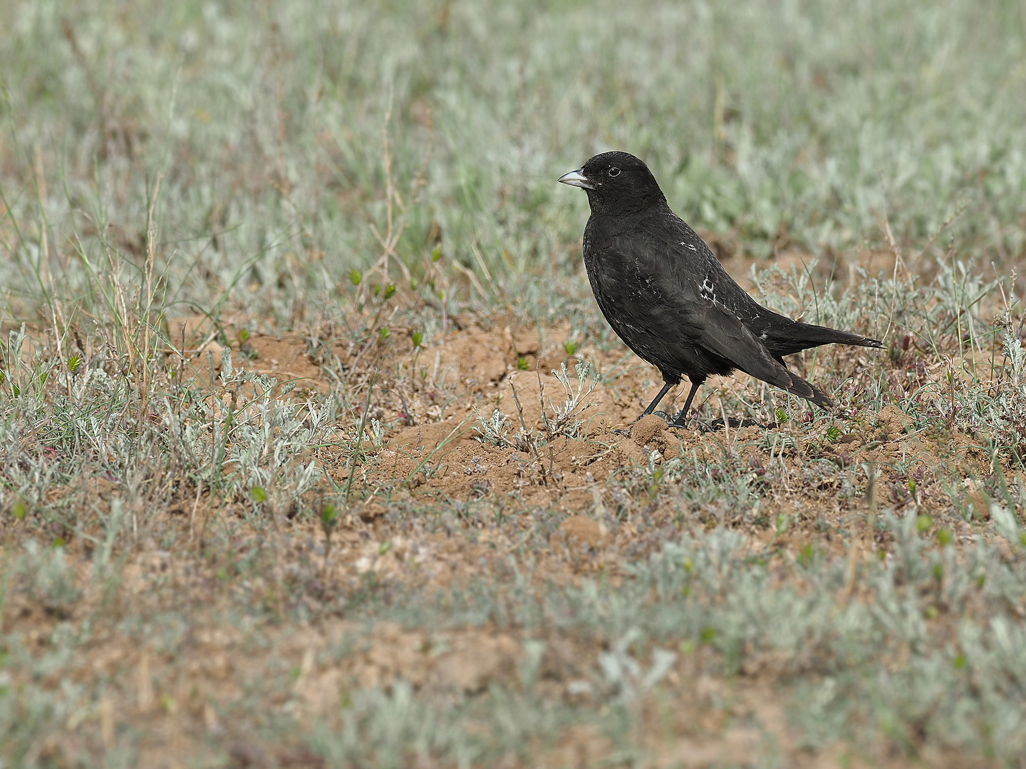Black Lark