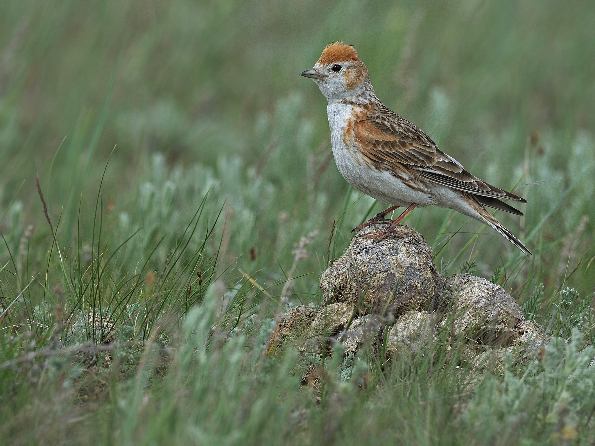 White-winged Lark