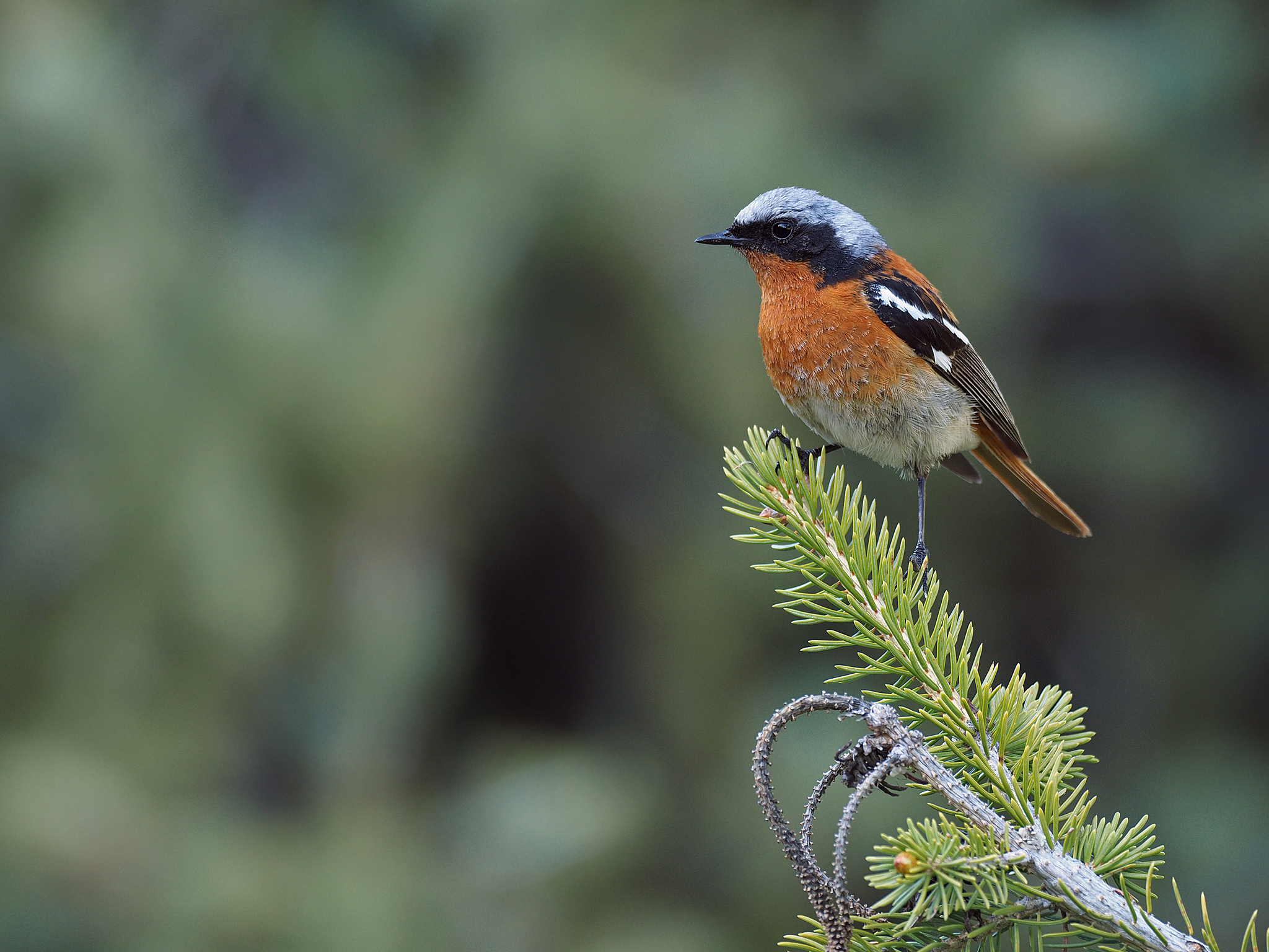 Eversmann's Redstart