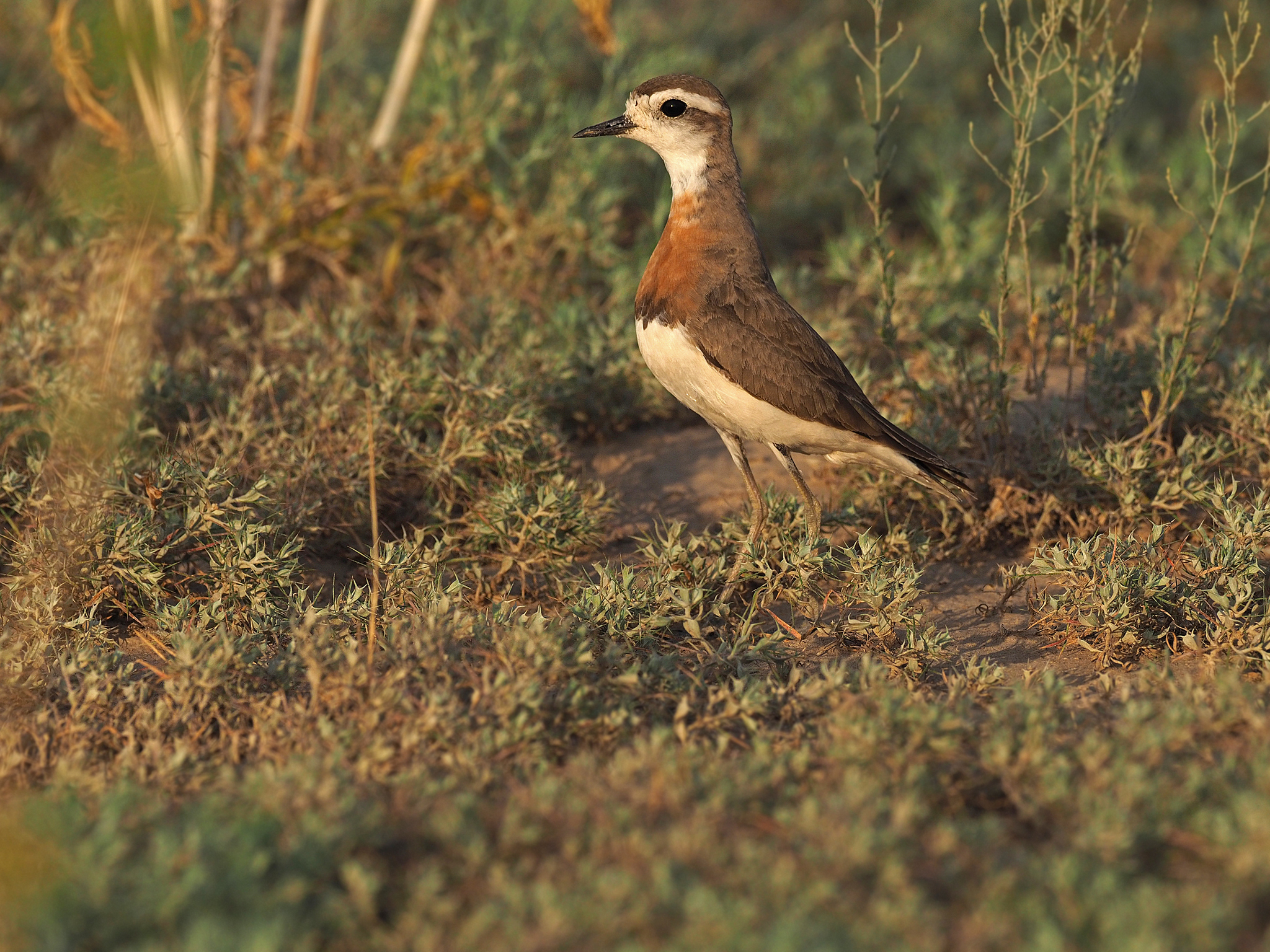Caspian Plover