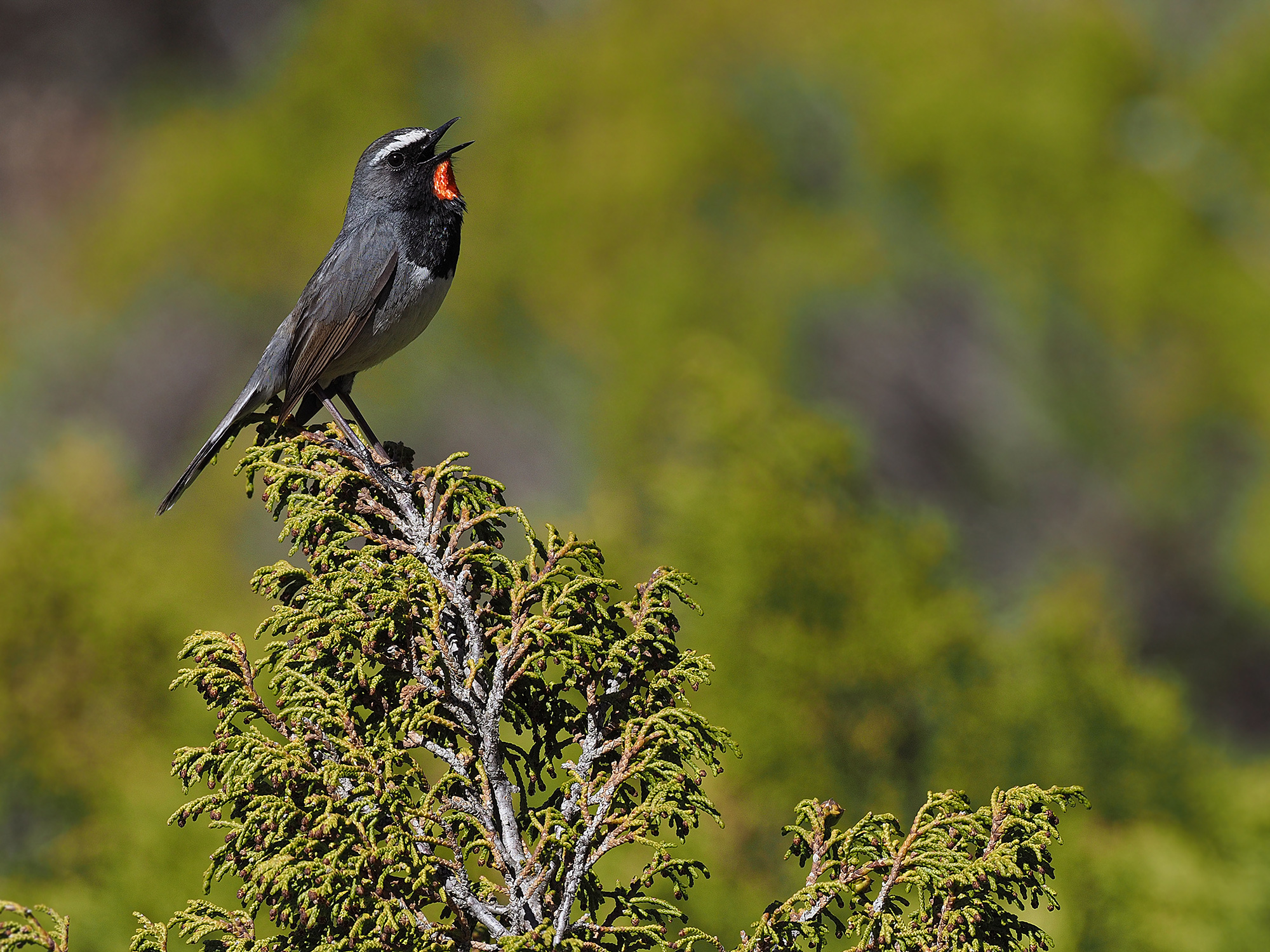 Himalayan Rubythroat