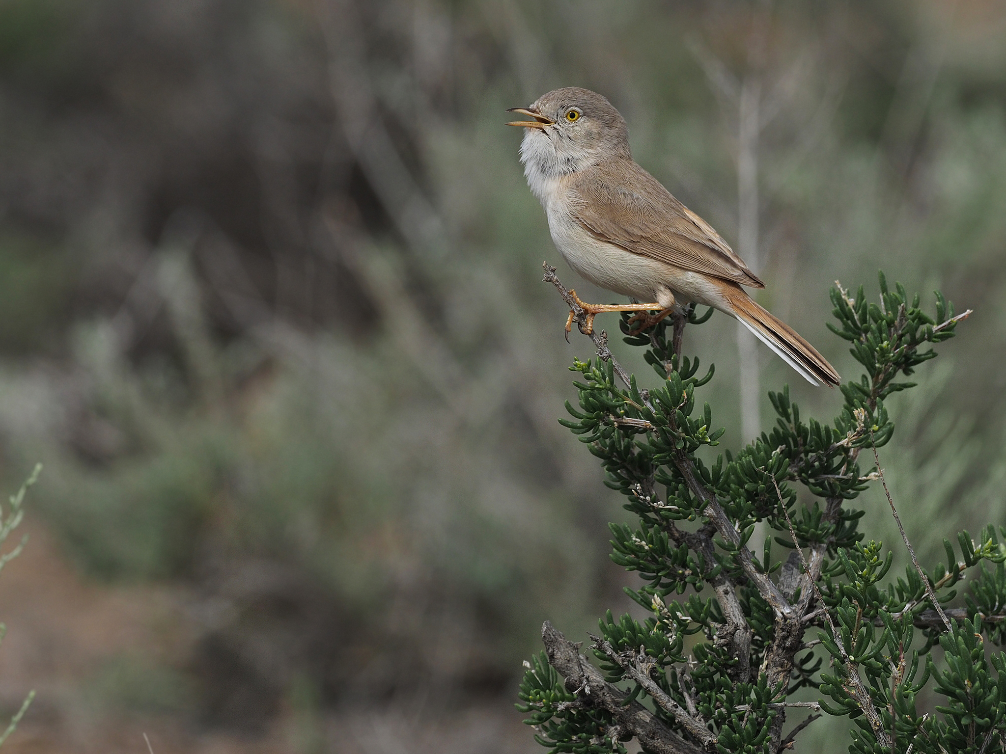Asian Desert Warbler