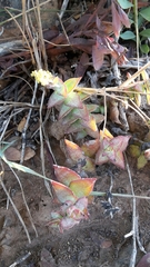 Crassula perforata perforata